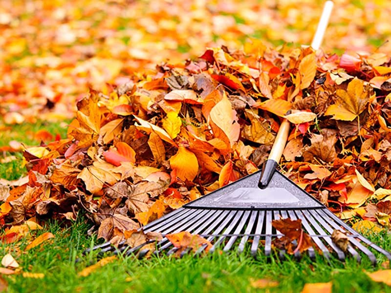 rake with fall leaves