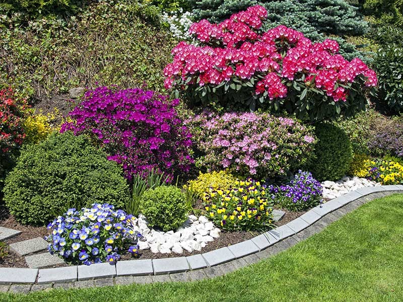 flower bed with flowers in bloom