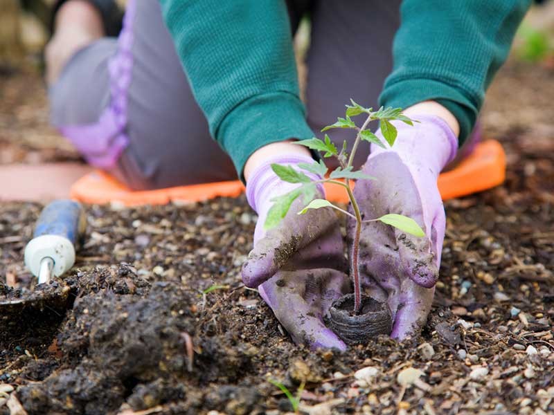 person's hands planting in the soil