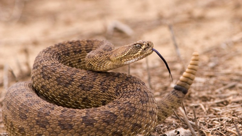 Great Basin Rattlesnake