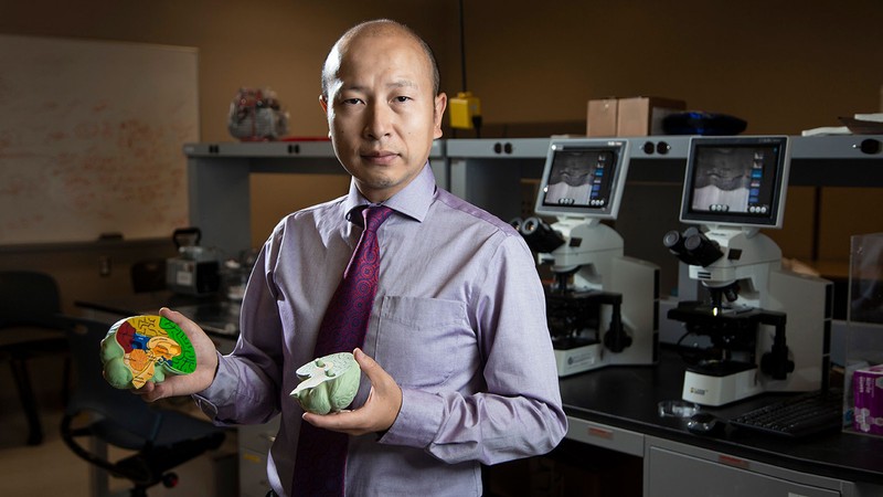 How Brains Fold: USU Team Wins NIH Grant to Study Cerebral Shaping