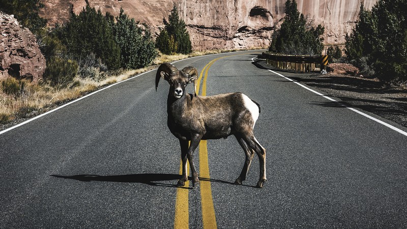 Bighorn Sheep