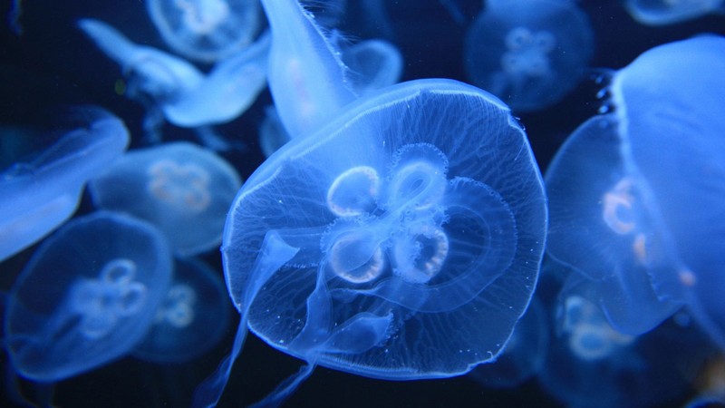 Jellyfish