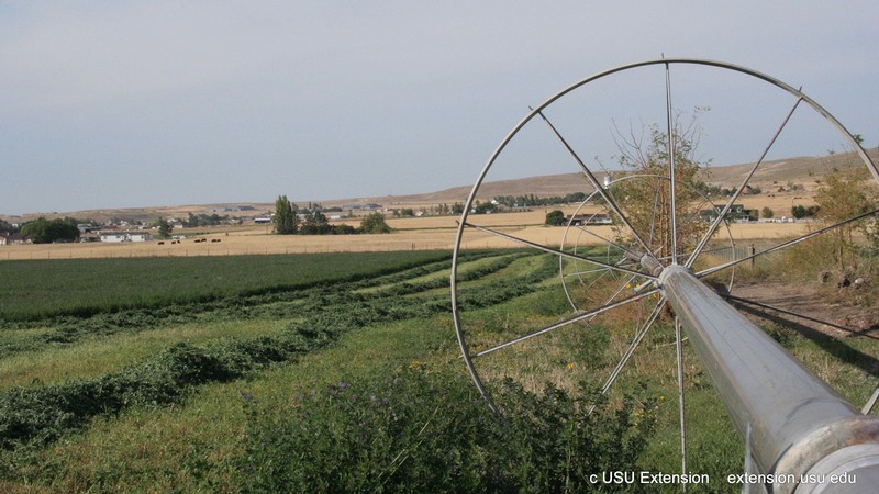 Irrigation sprinklers in a field.