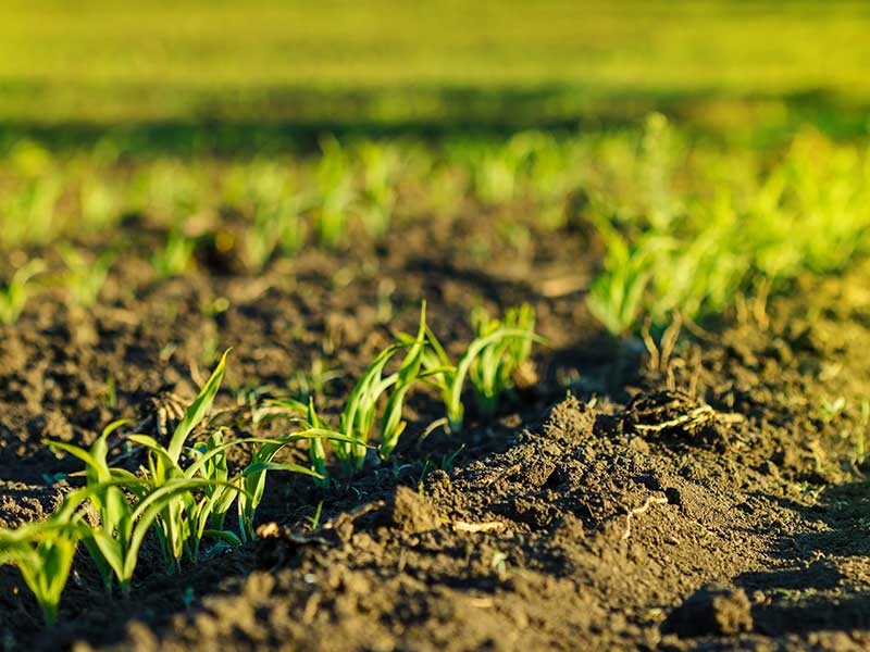 plants in soil