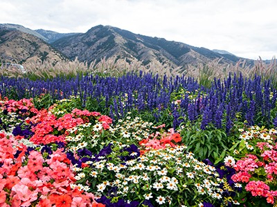 one of the flower beds in bloom at Utah State University