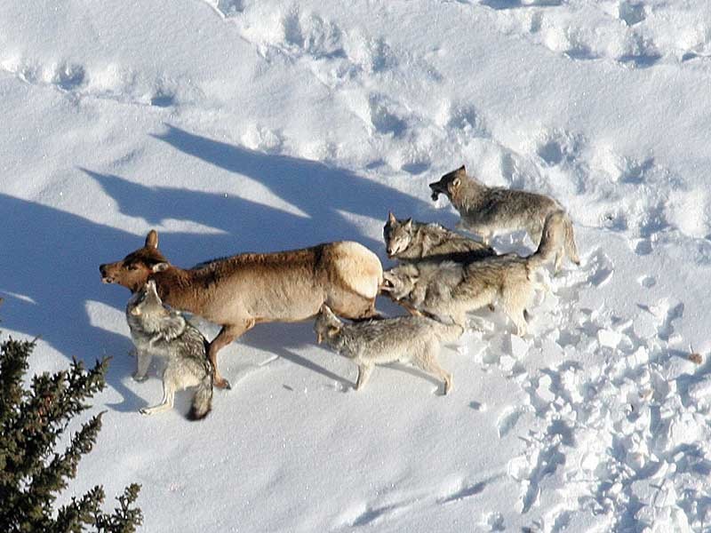 Yellowstone wolves