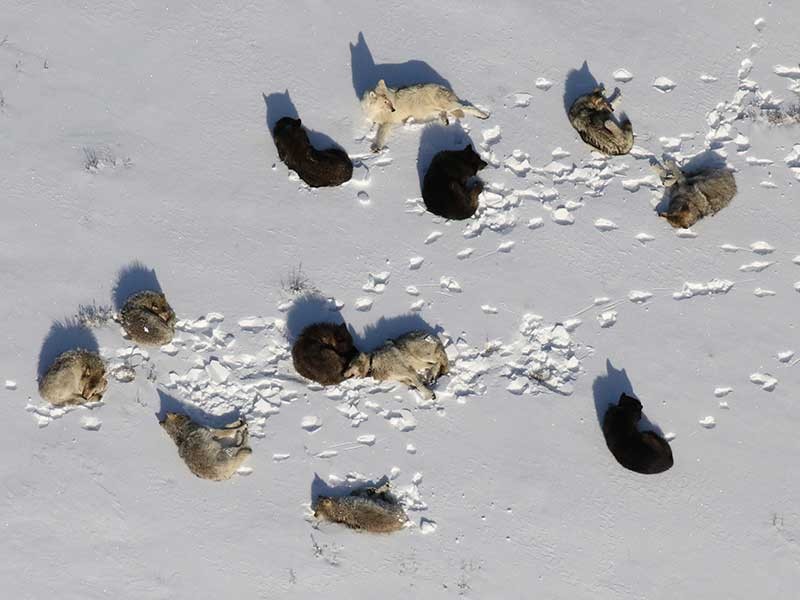 wolves resting