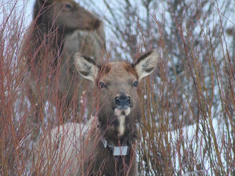 Elk feeding on willow plants in Yellowstone