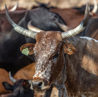 A cow with long horns.