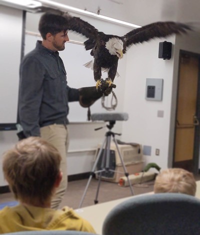 A bald eagle flaps its wings while perched on a gloved hand in a USU classroom.