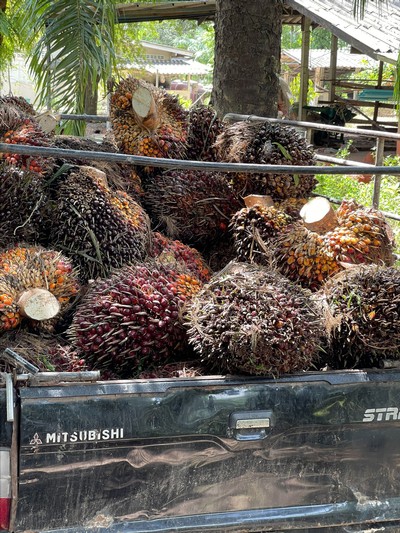 Palm fruit in the back of a pickup truck.