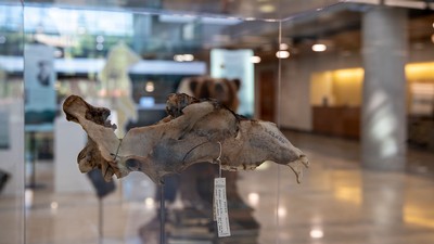 The charred skull of Old Ephraim.