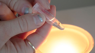 Culex pipiens mosquito in collection vial.