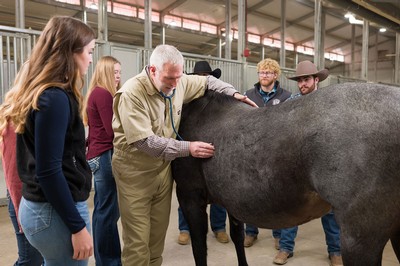 Dirk Vanderwall using a stethoscope on a horse as students watch.