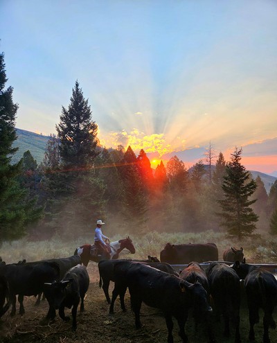A person on horseback herding cattle at sunset.