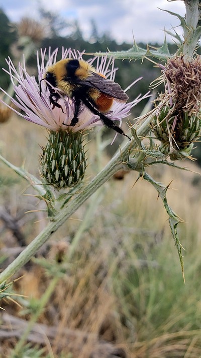 A bumblebee on a thistle plant.