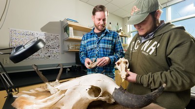 People examine animal bones in a laboratory.