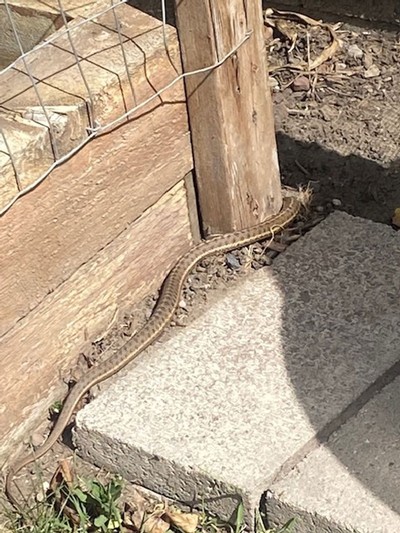A bullsnake slithering around a fence.