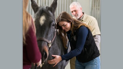 A veterinary medicine student examining a horse.