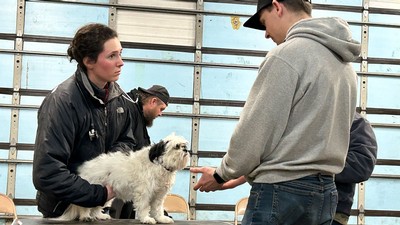 People examining a dog.