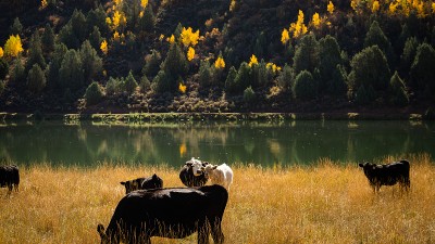 Cattle in a field by a pond.