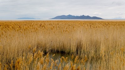 Great Salt Lake marshland.