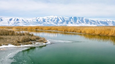 Icy wetlands.