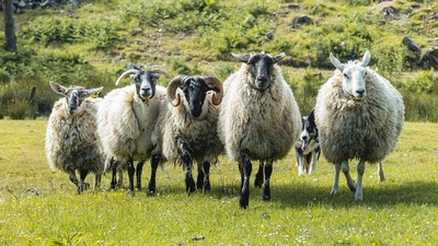 Sheep running in a field.