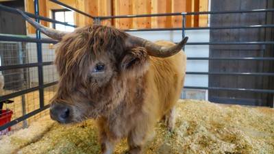 A hairy bovine in a pen.