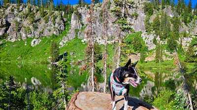 A dog standing on a stump near a mountain lake.