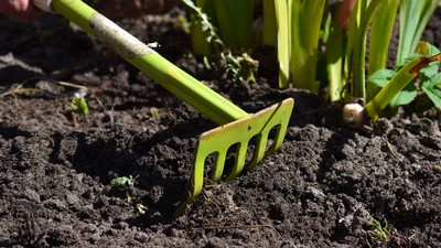 A small rake being pulled through soil.