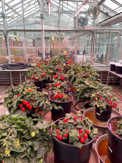 Plants growing in a greenhouse.