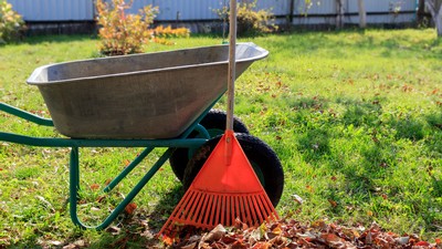 A wheelbarrow by a rake and fallen leaves.