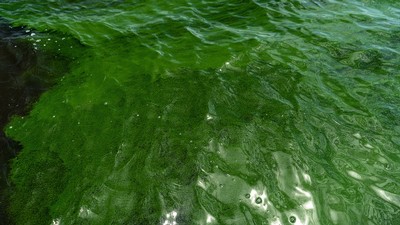 Green water with algal blooms at Utah Lake.
