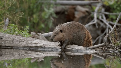 A beaver on a stream.