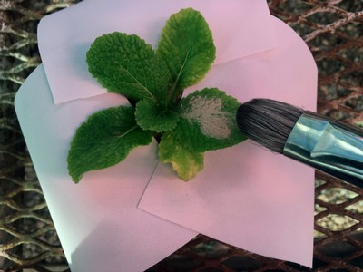 Dust being applied to a leafy plant with a small brush.