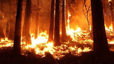 A wildfire burning in a forest.