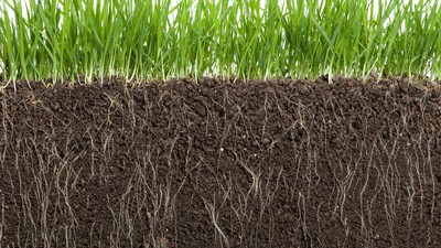 A cross-section showing grassroots growing down into soil.