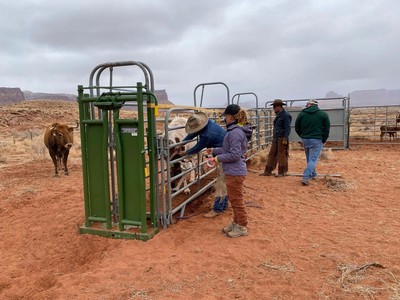 Researchers weighing cattle in the desert.