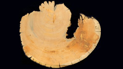 A cross section of a tree showing tree rings.