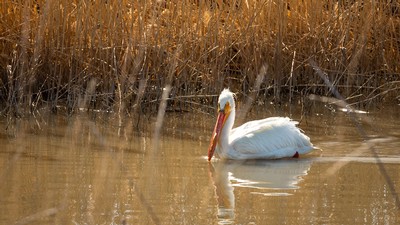 A pelican swimming in wetlands.