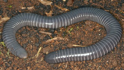 Ringed caecilian