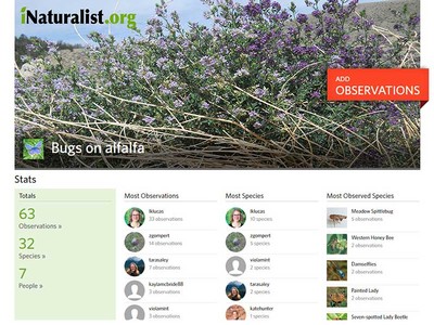Bugs on Alfalfa webpage