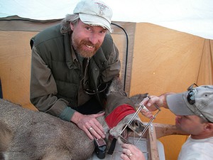 Scientists measure deer’s teeth