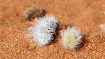 Thistle-down velvet ant and creosote fruit