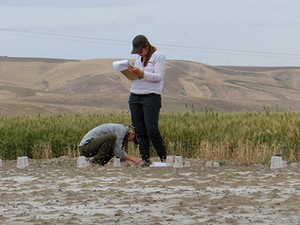 USU biologists collect live bees