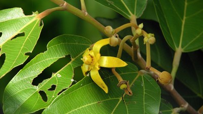 Monkey comb tree flower