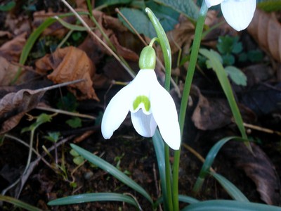 Snowdrop flower in bloom