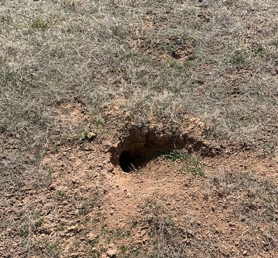 Prairie Dog burrow.